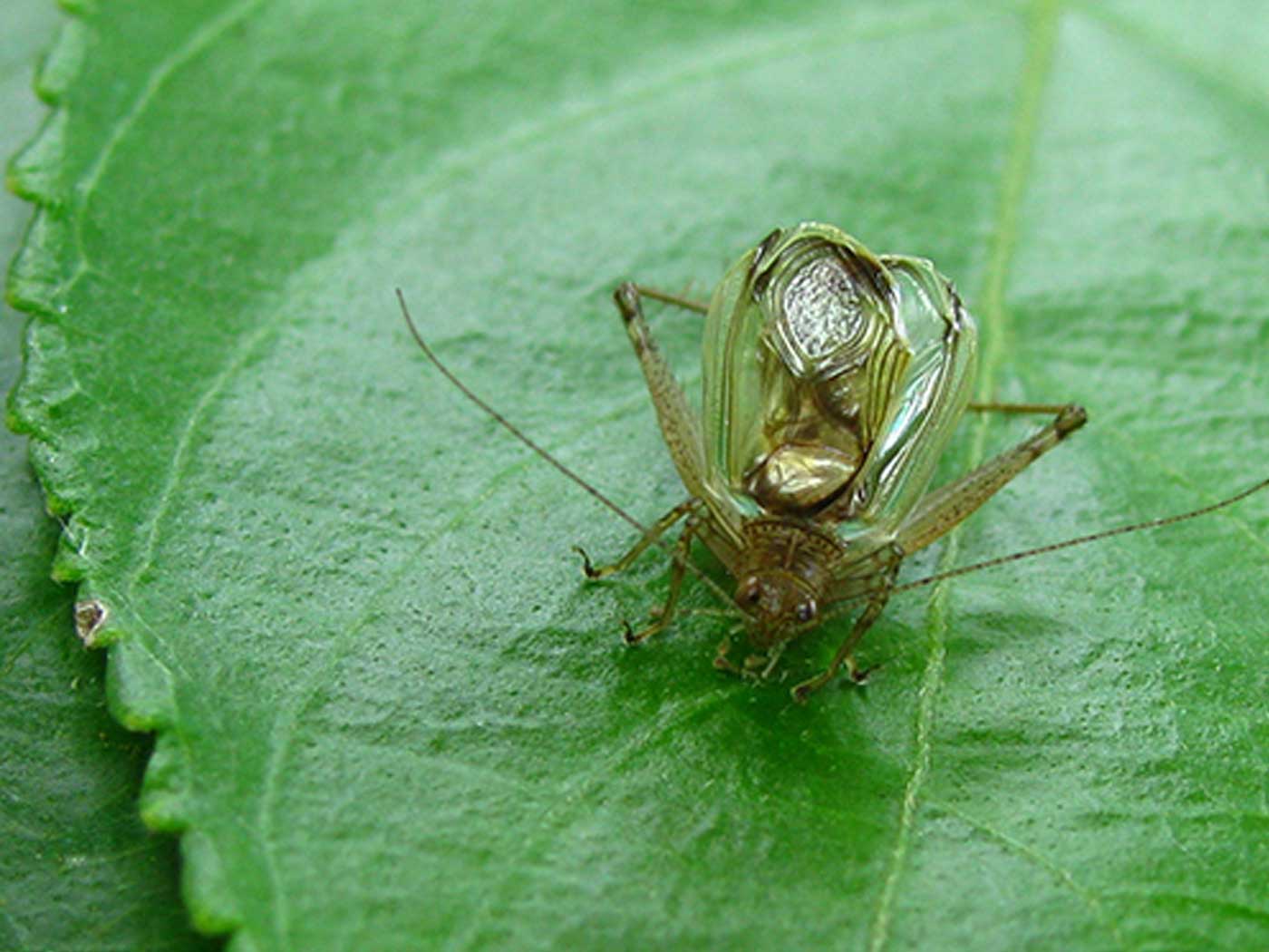 Jungle Crickets Use Sophisticated Design to Avoid Bats The Institute